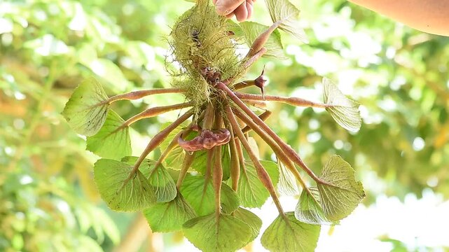 Water caltrops or Trapa bicornis Osbeck branch green leaves and fruits on natural background.