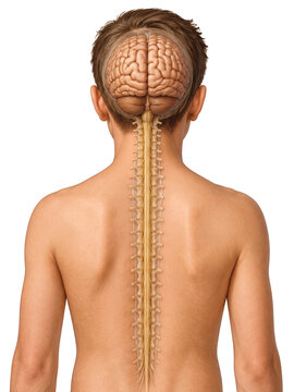 Anatomical Illustration of Human Brain and Spinal Cord System