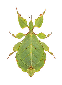 Green Leaf Insect Phyllium Giganteum Isolated on White Background