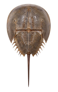 Top View of a Horseshoe Crab Isolated on White Background