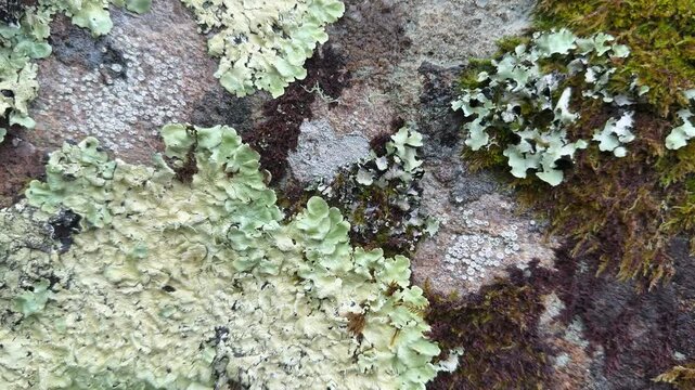 Close up abstract background view of nature and lichen on a wall in green and yellow Uk 4K