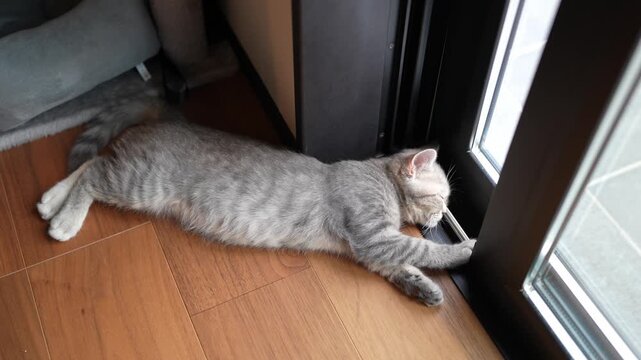 Gray cat stretches near glass door, resting on wood floor. Paws touch door frame, head tilted toward light. Cat appears relaxed, eyes half-closed, in quiet moment. Perfect for cozy home scenes