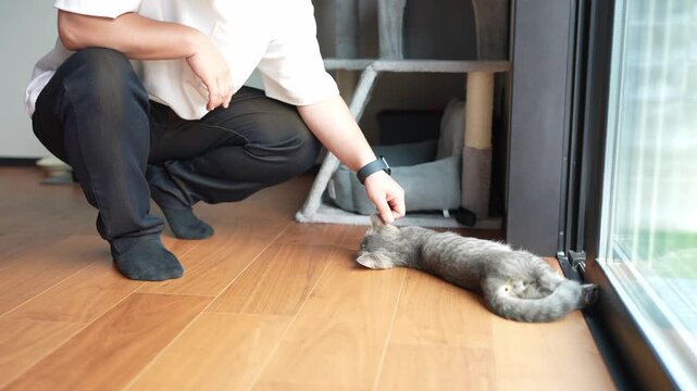 Man kneels beside relaxed cat on wooden floor. He gently touches the cat's head with a calm gesture. Cat lies stretched out, enjoying attention near a window. Cozy indoor setting evokes warmth