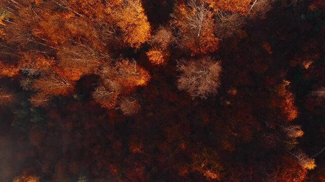 Aerial view of misty autumn forested hills bathed in warm morning light. Colorful fall foliage, drifting fog and layered mountain ridges create a serene cinematic landscape.