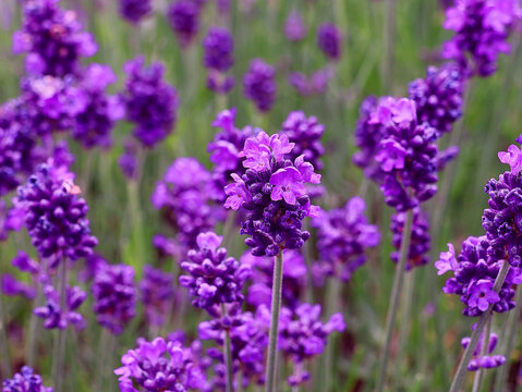 Beautiful purple lavender flowers in close-up. Lavandula background.
