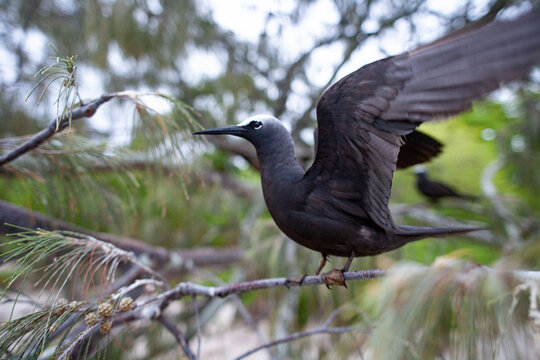 Black Noddy Taking Flight