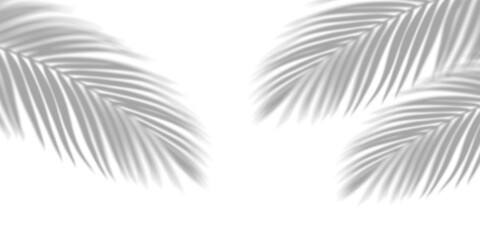 Overlay shadow effect of realistic tropical palm leaves on transparent PNG background. Black and white coconut leaf blur shadow overlay, summer decorative elegant backdrop. Vector illustration. © LionStudio