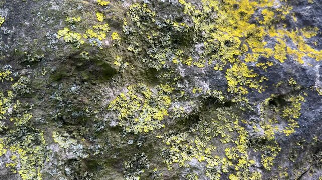 Close up abstract background view of nature and lichen on a wall in green and yellow Uk 4K