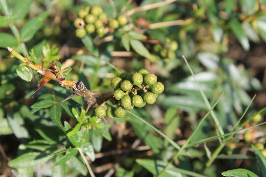 Toothache, Zanthoxylum armatum, Chinese Sichuan Pepper or prickly Ash wild plant and seed heads