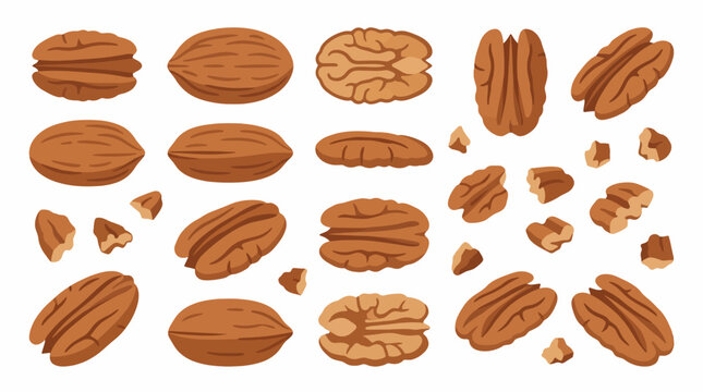 Pecan Nut Set with Whole Halves and Broken Pieces Flat Vector Illustration