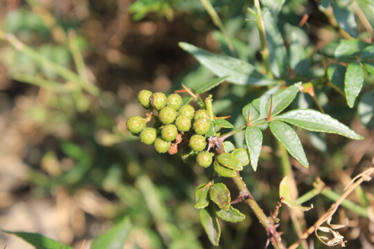 Toothache, Zanthoxylum armatum, Chinese Sichuan Pepper or prickly Ash wild plant and seed heads