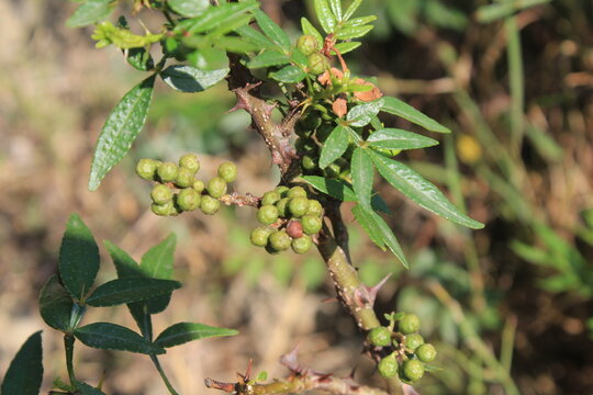 Toothache, Zanthoxylum armatum, Chinese Sichuan Pepper or prickly Ash wild plant and seed heads