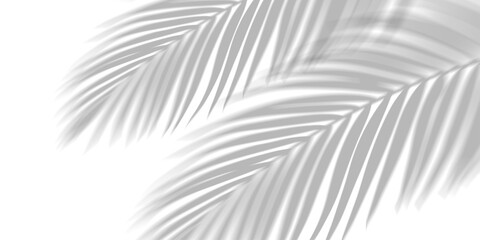 Obraz premium Overlay shadow effect of realistic tropical palm leaves on transparent PNG background. Black and white coconut leaf blur shadow overlay, summer decorative elegant backdrop. Vector illustration.