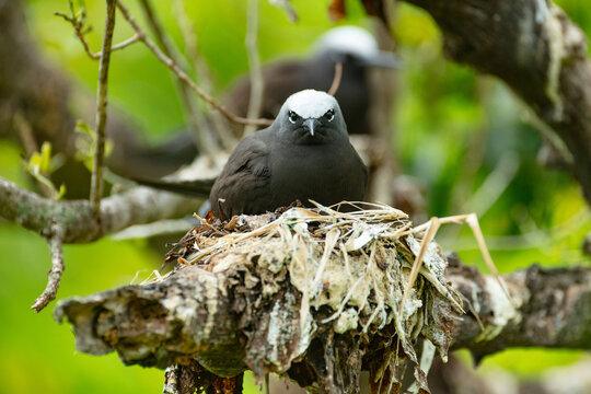 Black noddies (Anous minutus) on Nest