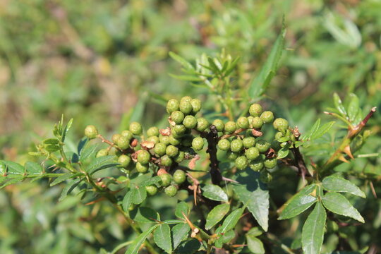 Toothache, Zanthoxylum armatum, Chinese Sichuan Pepper or prickly Ash wild plant and seed heads