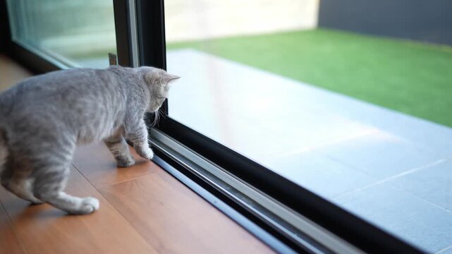 Gray kitten curiously peers through sliding glass door. Soft light illuminates its focused gaze outside. Wooden floor and black frame frame its cautious stance. Sunny garden view invites quiet wonder