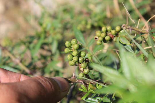 Toothache, Zanthoxylum armatum, Chinese Sichuan Pepper or prickly Ash wild plant and seed heads