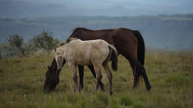 A cream foal walks from right to left across a grassy hillside beside the rear of a dark brown mare. Soft midday overcast light highlights the foals coat