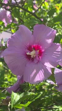 Vertical view of rose of Syria, Hibiscus syriacus