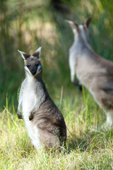 Pretty-face or Whiptail Wallaby in Grass © Wildiaries