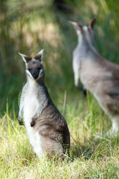Pretty-face or Whiptail Wallaby in Grass