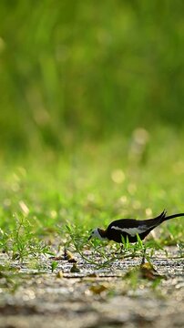 Two beautiful pheasant-tailed jacanas in their striking breeding plumage stand on floating marsh vegetation, searching for insects in a calm lake at sunrise.