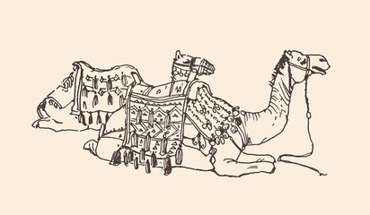 Line sketch in retro style: seated Egyptian camel with Bedouin saddlery, geometric patterns. Minimalist, unshaded. Perfect for books, magazines, Egyptian travel & tourism themes.  © Catherine