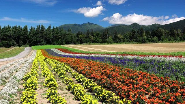 麓郷展望台の花畑と十勝岳連峰