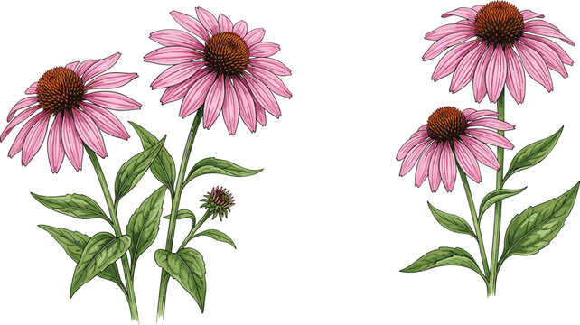 Purple Echinacea Coneflower Clip Art Set with Hand Drawn Botanical Flowers Stems and Green Leaves Isolated on White Background for Elegant Floral Designs