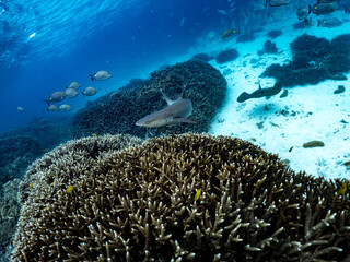White-tipped Reef Shark Patrol © Wildiaries
