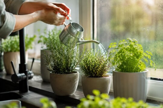 Growing fresh herbs and vegetables at home through indoor gardening and backyard harvest for a healthy sustainable lifestyle.