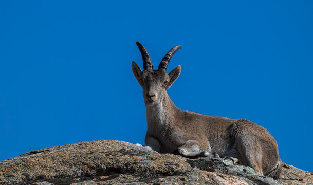 Portrait of an Iberian ibex, Capra pyrenaica ssp. victoriae, resting on a granite rock under a clear blue sky in La Pedriza, Manzanares el Real, Spain