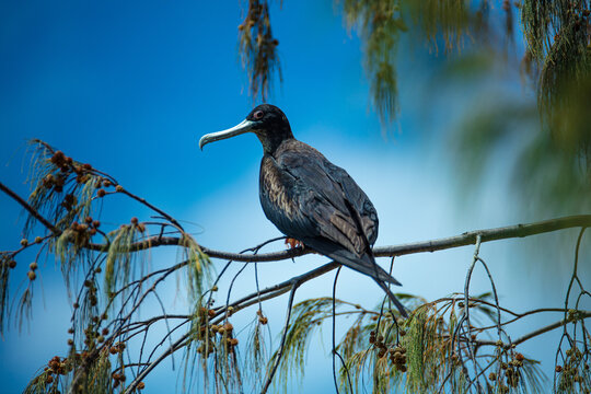 Greater Frigatebird Perched in a sheoak