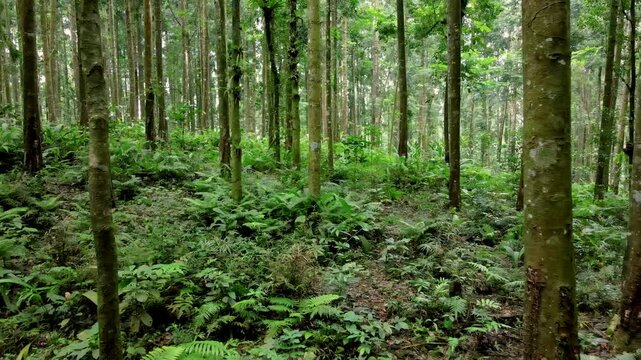 Aerial View of Scenic Tropical Forest with Rubber Trees, Pine Trees, Ferns and Wild Orchids