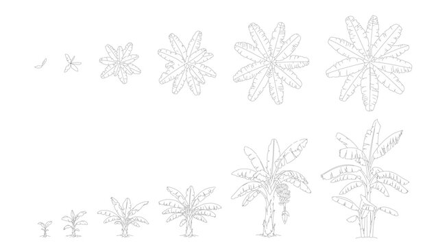 Banana tree architectural plant drawing set with top view and elevation growth stages, tropical landscape element in clean minimal line illustration style