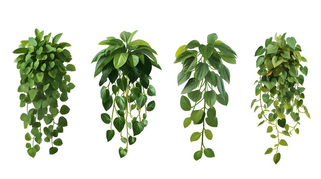 Image is a digital illustration featuring four distinct types of hanging plants against a plain white background. Each plant is depicted with lush green foliage, showcasing different leaf shapes and g