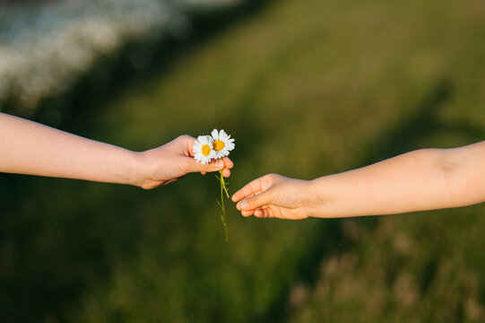 Children exchanging daisy flowers outdoors
