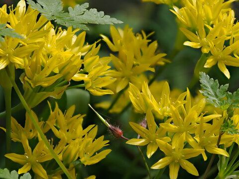 Allium moly golden garlic blooming in a garden