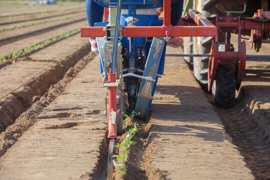Tomato transplanter machine inserting seedlings on earth