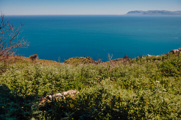Fototapeta premium Coastal cliffs above the Mediterranean Sea in Zingaro Nature Reserve