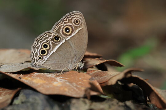 Intermediate Bushbrown (Mycalesis intermedia) ,
The upperside of the wings is predominantly uniform brown, accented by subtle ocelli (eyespots) on the forewings.
Pang Sida National Park ,THAILAND