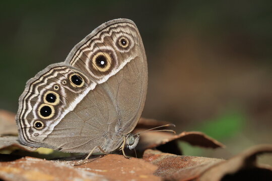 Intermediate Bushbrown (Mycalesis intermedia) ,
The upperside of the wings is predominantly uniform brown, accented by subtle ocelli (eyespots) on the forewings.
Pang Sida National Park ,THAILAND