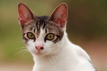 Portrait of a domestic cat staring with a black pattern on its nose © ryk2982