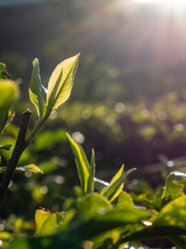 Beautiful vertical close-up photography focusing on a single fresh green tea leaf shoot glowing under golden morning sun flare.