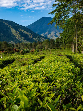 Beautiful vertical agriculture scenery showing lush green tea fields beneath high mountain peaks on a bright sunny day.