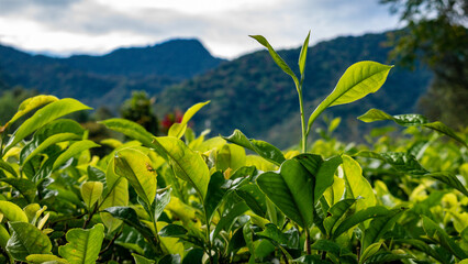 Naklejka premium Close-up horizontal detail of a prominent young tea leaf shoot standing out against a backdrop of distant blue mountain ridges.