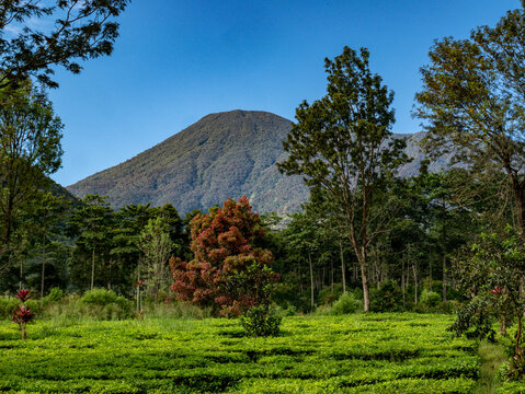 An expansive horizontal scenery showing deep green tea fields bordered by tropical trees and a unique red leaf plant nestled beneath towering mountains.