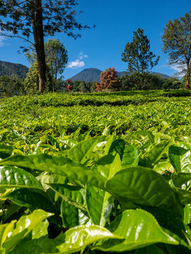 Beautiful vertical agriculture photography with a sharp focus on fresh tea leaves in the foreground and a majestic mountain peak in the distance.