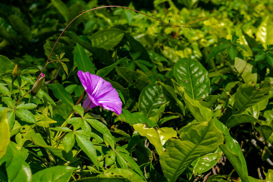 A calm horizontal scenery of organic green tea crops featuring a beautiful purple morning glory flower under the shade of plantation trees.