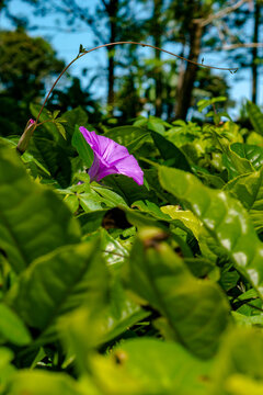 Beautiful vertical low-angle photography capturing a vibrant purple flower climbing upward among fresh green tea leaves beneath a bright blue sky.